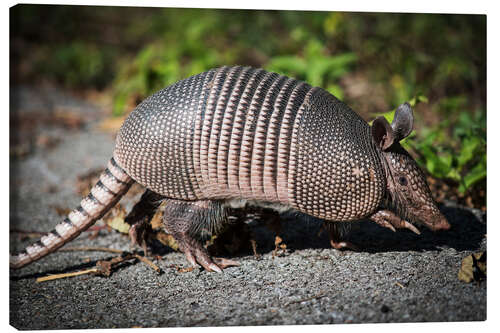 Quadro em tela Armadillo crosses the street