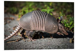 Print på skumplade Armadillo crosses the street