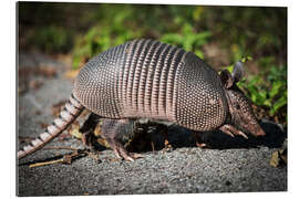 Galleriprint Armadillo crosses the street