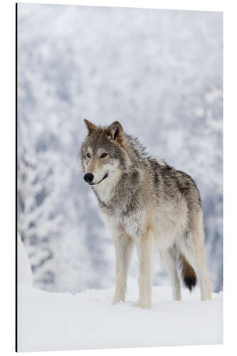 Aluminium print Tundra Wolf in snow