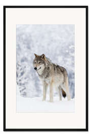 Gerahmter Kunstdruck Tundrawolf im Schnee