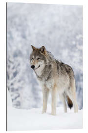 Gallery print Tundra Wolf in snow