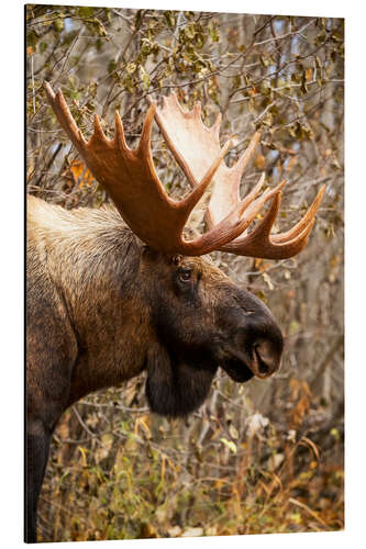 Aluminium print Moose in profile