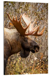 Gallery print Moose in profile