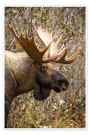 Poster Close up of a bull moose at Powerline Pass in autumn, Anchorage, Southcentral Alaska USA - Doug Lindstrand