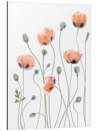 Aluminium print Poppy poetry