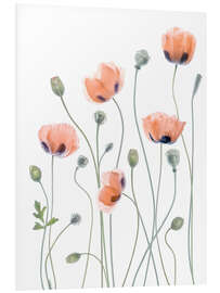 Tableau en PVC Coquelicots poétiques