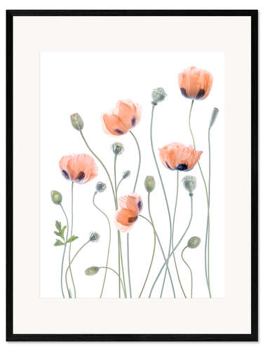 Gerahmter Kunstdruck Poppy Poesie