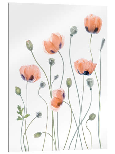 Gallery print Poppy poetry