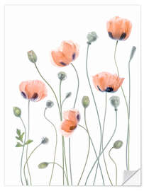 Wall sticker Poppy poetry