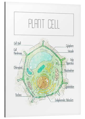 Alubild Pflanzenzelle