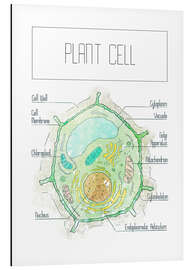 Alubild Pflanzenzelle