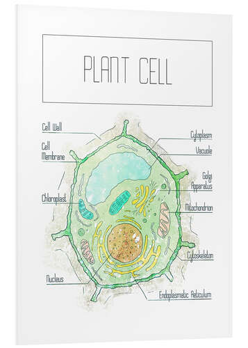 Foam board print Plant Cell