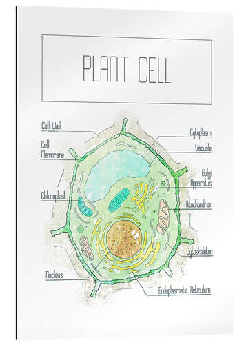 Quadro em plexi-alumínio Plant Cell