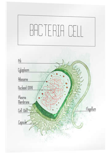 Acrylic print Bacteria Cell