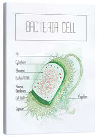 Stampa su tela Bacteria Cell