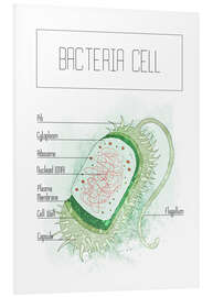 Tableau en PVC Bacteria Cell