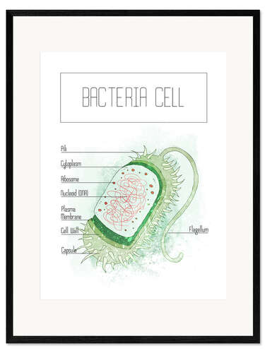 Kehystetty taidepainatus Bacteria Cell