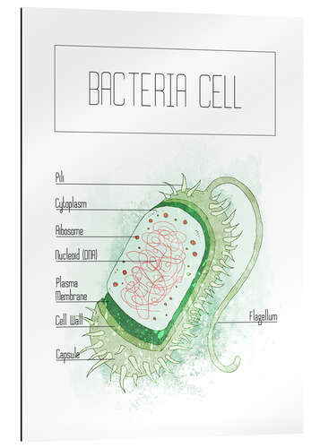 Galleritryk Bacteria Cell