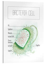 Galleritryk Bacteria Cell