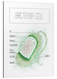Magnettafel Bakterienzelle