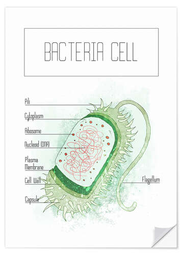 Selvklæbende plakat Bacteria Cell