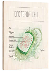 Holzbild Bakterienzelle