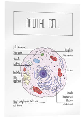 Quadro em acrílico Animal Cell