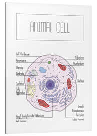 Aluminium print Animal Cell