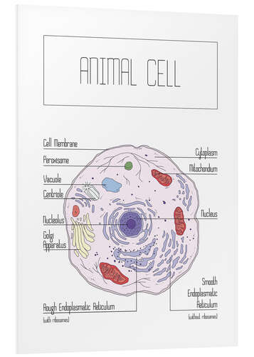 PVC-taulu Animal Cell