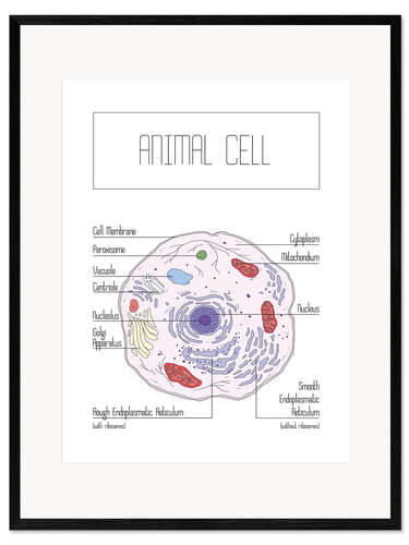 Framed art print Animal Cell