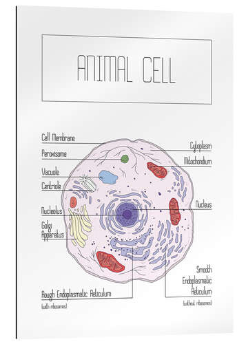 Galleritryck Animal Cell