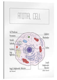 Gallery print Animal Cell