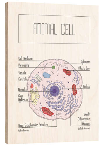 Trätavla Animal Cell