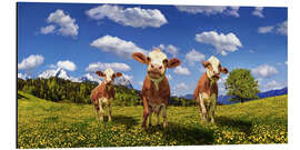 Aluminium print Cows on the pasture