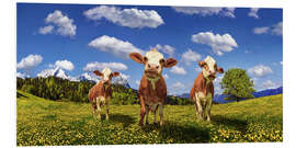 Foam board print Cows on the pasture