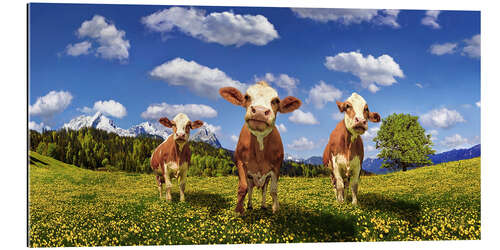 Gallery print Cows on the pasture