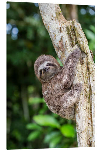 Akrylbilde Brown-throated sloth