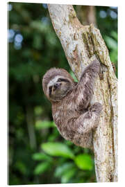 Acrylic print Brown-throated sloth