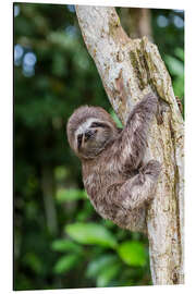 Aluminium print Brown-throated sloth