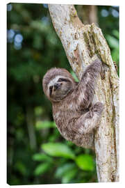 Canvas print Brown-throated sloth