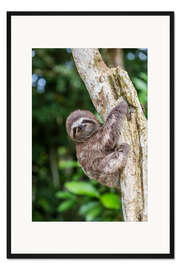 Gerahmter Kunstdruck Braunkehl-Faultier