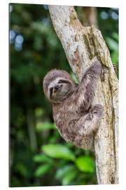 Gallery print Brown-throated sloth