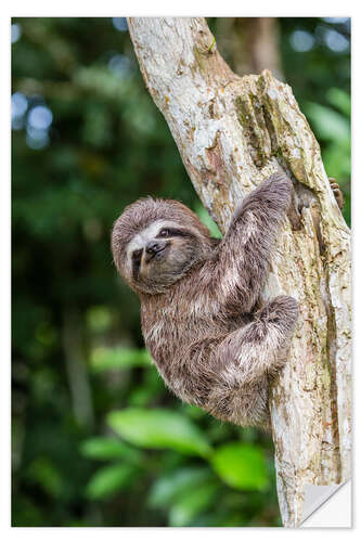 Naklejka na ścianę Brown-throated sloth