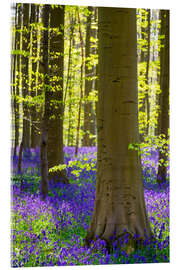 Akrylbillede Beech forest in early spring