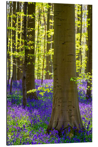 Alumiinitaulu Beech forest in early spring