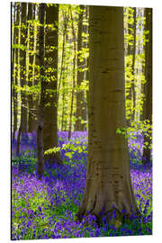 Print på aluminium Beech forest in early spring