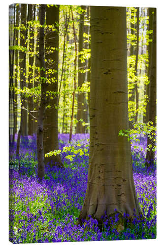 Canvas-taulu Beech forest in early spring