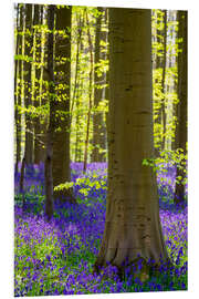 Bilde på skumplate Beech forest in early spring