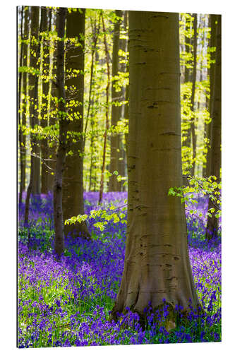 Galleriataulu Beech forest in early spring